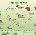soil-food-web-easier-to-see-min